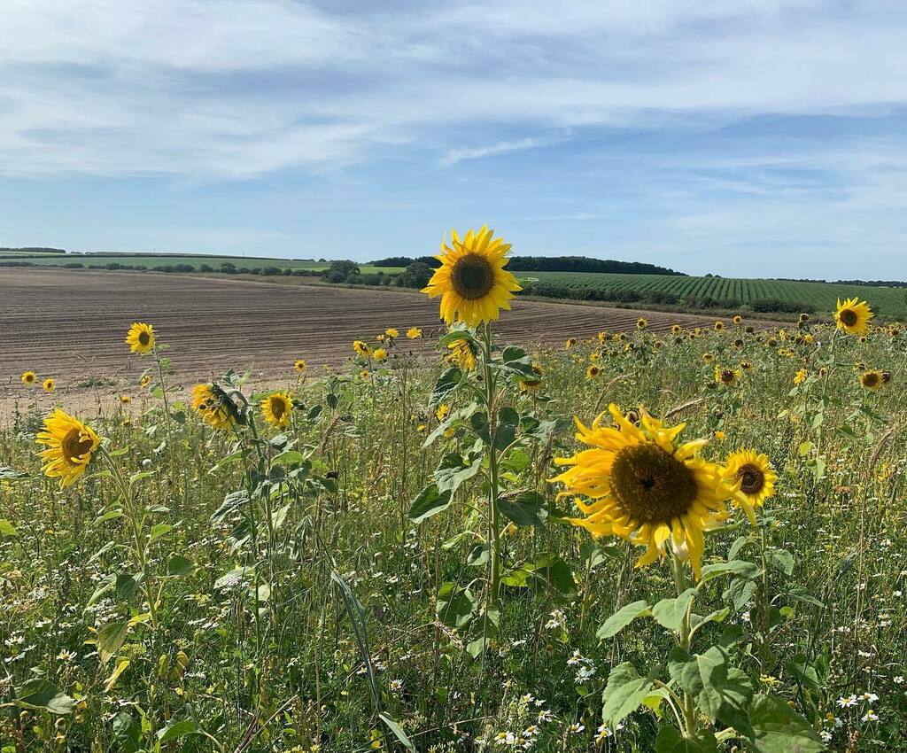 JSMgardendesign's tweet photo. Sunflowers are the national flower of Ukraine.  I desperately hope the nightmare will be over long before they flower this year
🇺🇦 💙💛🌻🇺🇦💙💛🌻
#ukraine 
#supportukraine 
#helpukraine 
#sunflower 
#nationalflower 
#flowers 
#flowers https://t.co/vDwDCooN4l https://t.co/cLH30cJACF