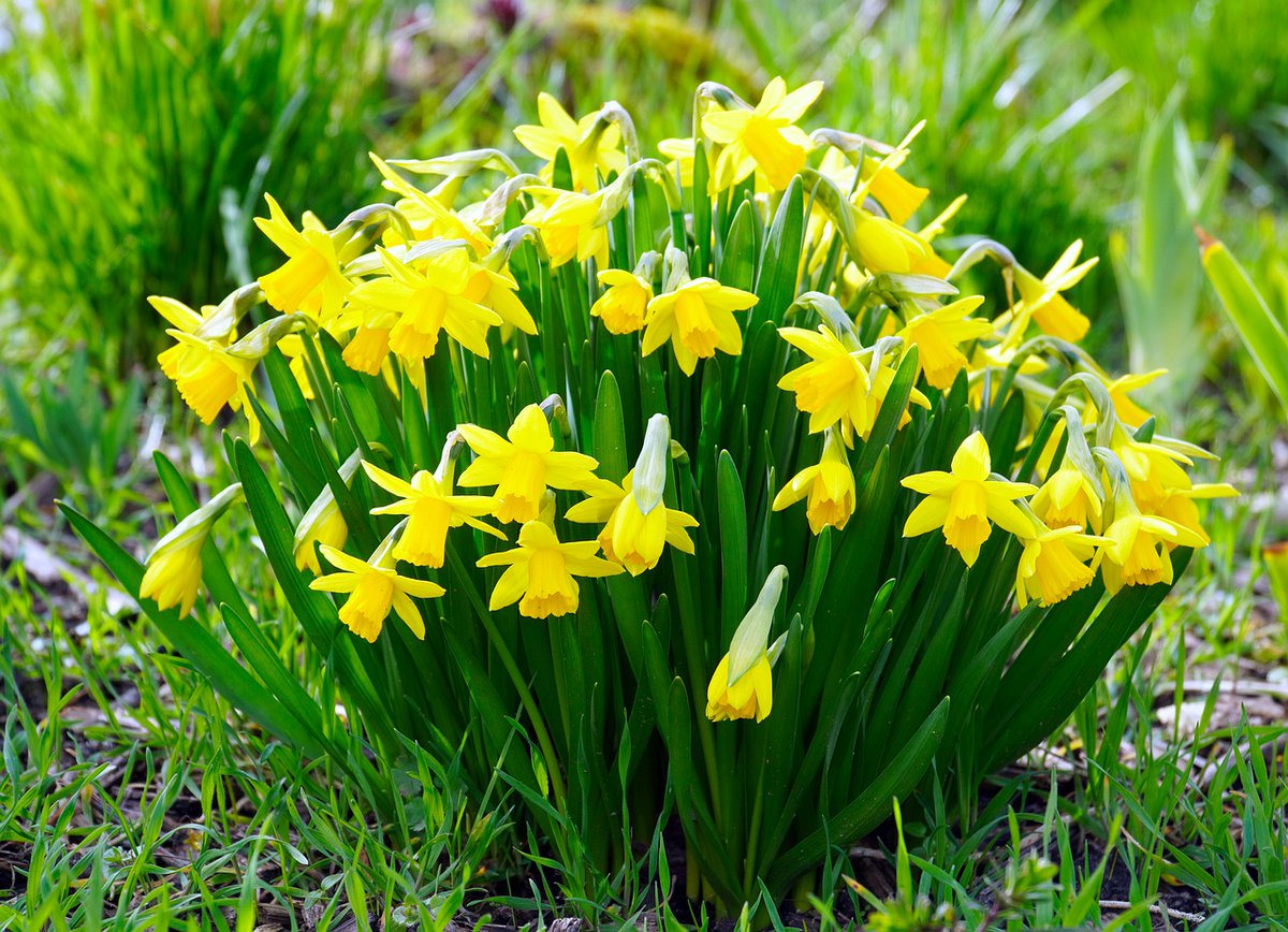 Those born in the month of March can call both the Daffodil and the Jonquil as their ...