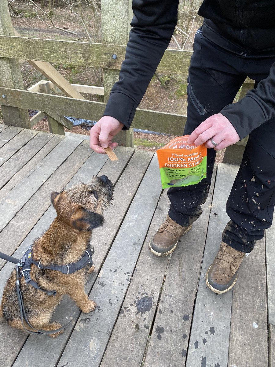 chesterterrier's tweet photo. Nuvva walk roun Knepp Estate, met a pony 🐴(borked) met a cow 🐮(borked) an got sum @Feelwells noms up da tree again 🌳obvs wusnt hiding behind Dad wen doin’ da borkin cos I’m #btposse #doublehard 💪🏼 #dogsoftwitter 🐾🐶 https://t.co/WhDlc1PpKt