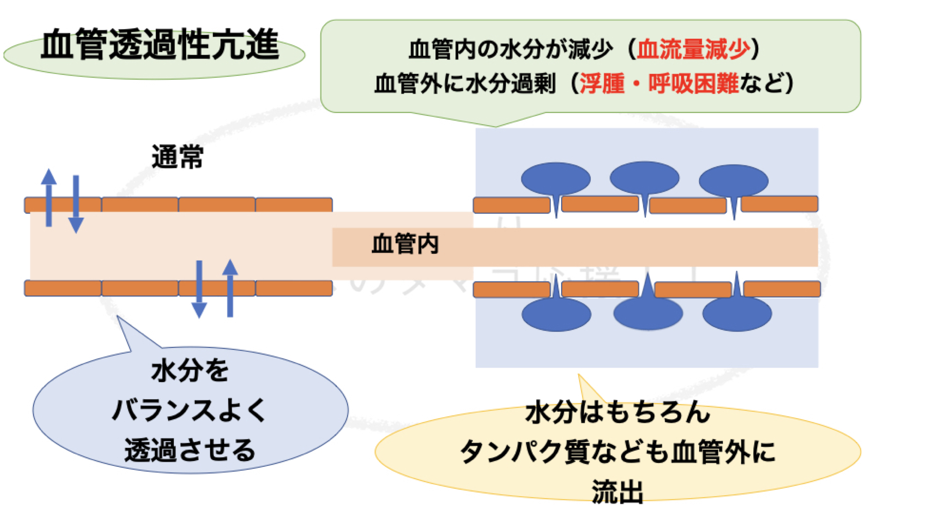 血管 透過 性 と は