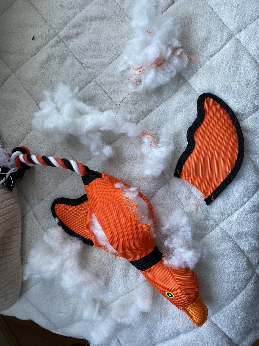 cheltcanary's tweet photo. There is no dog-toy that exists that cannot be destroyed within 5 mins by our Staffy. 😂😂😂 #RIPduck https://t.co/P32RCifd8C