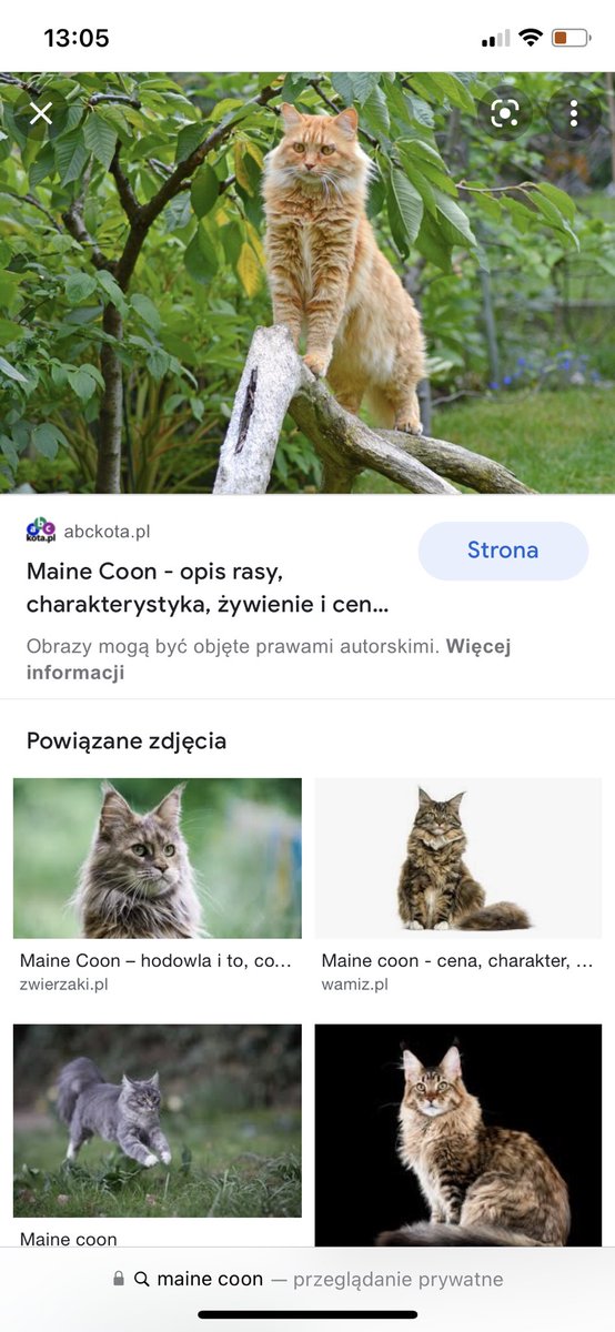 po maturze jak już się wyprowadzę załatwię se takiego kocura wykurwistego (bo moi rodzice nie pozwolą mi zabrać naszych kotów ;((