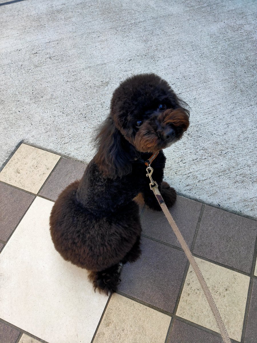xitlakia's tweet photo. ウィッシュボン、トリミング後
おパンツカットがさらにモコモコw
#犬好きさんとつながりたい
#トリミング　#犬のいる生活 https://t.co/0QA0aDf2R3