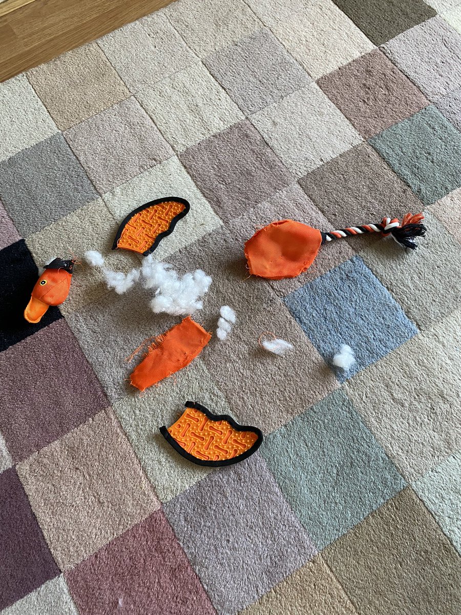 cheltcanary's tweet photo. Duck update. #RIPduck https://t.co/zowKj8KoiS