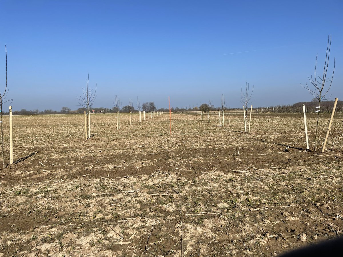 Vandaag weer bomen planten in voedselbos lingehout van <a href="/betuwewind/">Betuwewind</a> , de entree is klaar, lange laan met hoogstam fruit gekregen van <a href="/SLGelderland/">Stichting Landschapsbeheer Gelderland</a>