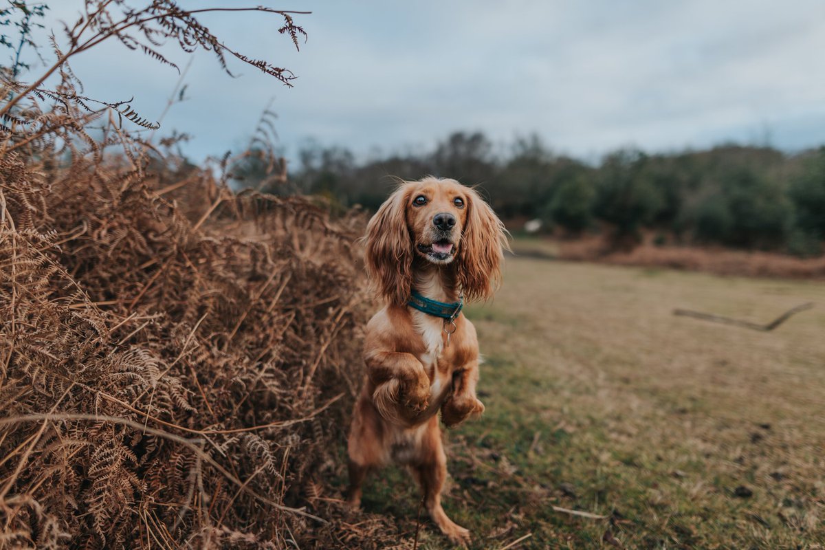 Happy weekend everybody 💙 #dogsoftwitter #twitterdogcommunity #weekendmood