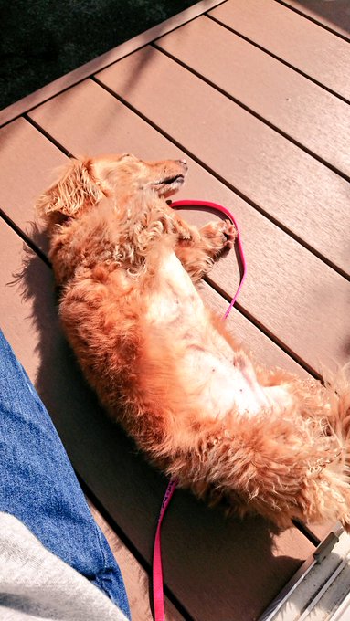 デッキで日向ぼっこチャス 