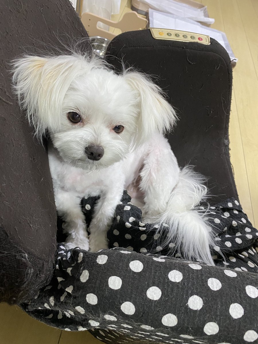 トリミングに行きました🐶
さっぱり
#マルチーズ 
#犬がいる暮らし