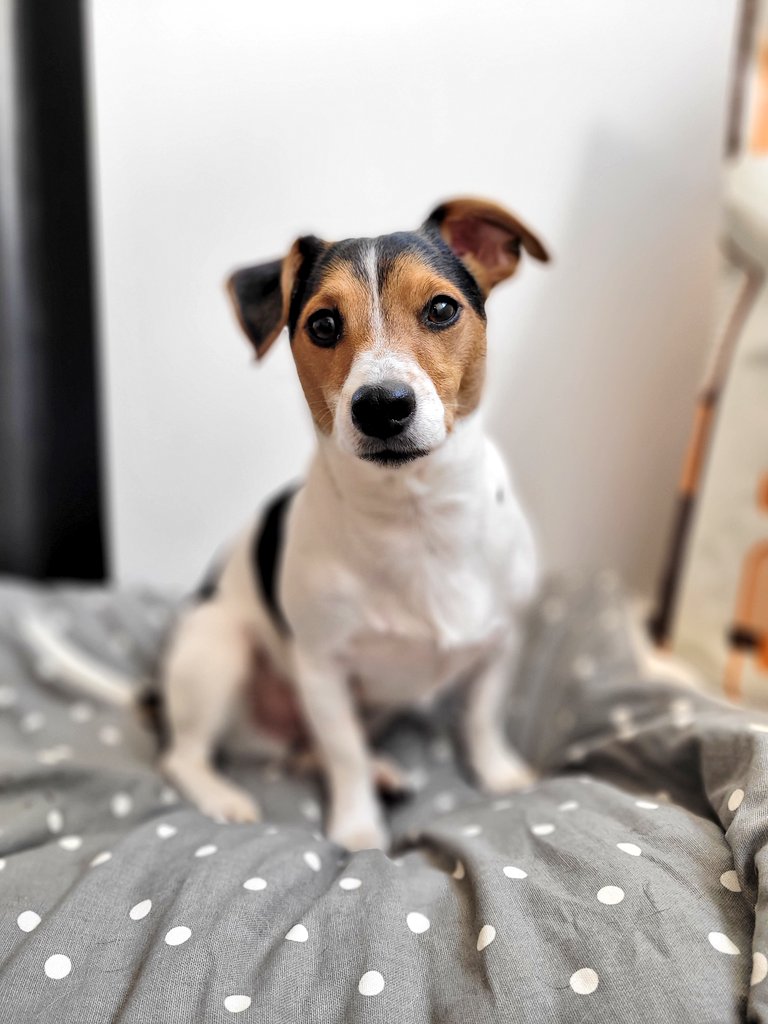 This little lad is two towards the end of this month.. 

Stop growing!!! 
#twitterdogcommunity #DogsofTwittter #jackrussell