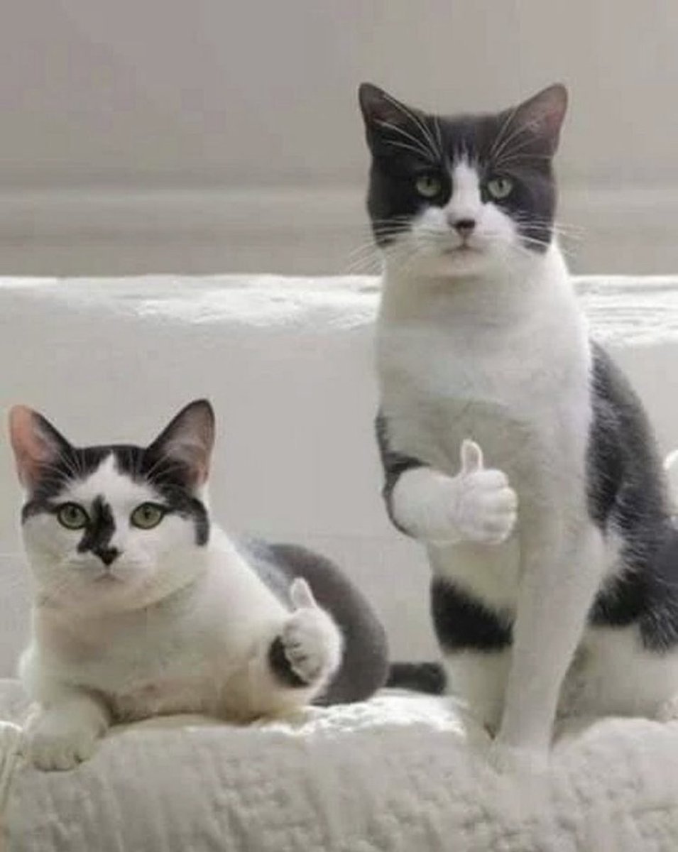 rvnpetnanny's tweet photo. Saturday boob-check reminder!
Similar to human breast cancer, mammary tumours in dogs and cats can range in size.
If your pet has any lumps or bumps, they are probably benign, but always worth getting them checked 👍 #cats #dogs #mammary #cancer #regularchecks https://t.co/pkkVlEd6iR