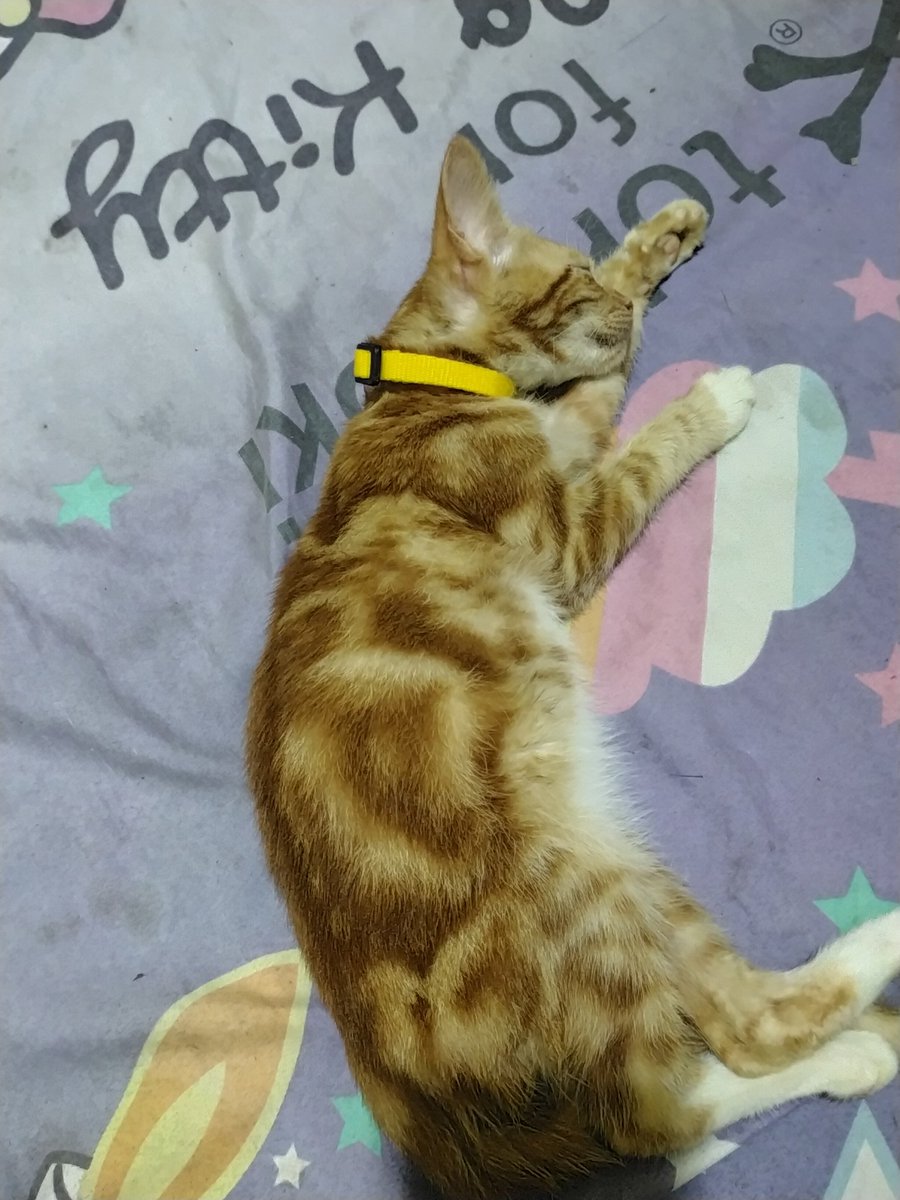 kyky_widya's tweet photo. My world 🥰🥰🥰
#Ambreen
#Inaya
#Matina
#Izaan
#Afmal
#CatsLover
#Caturday https://t.co/dXbZ3xMoC2