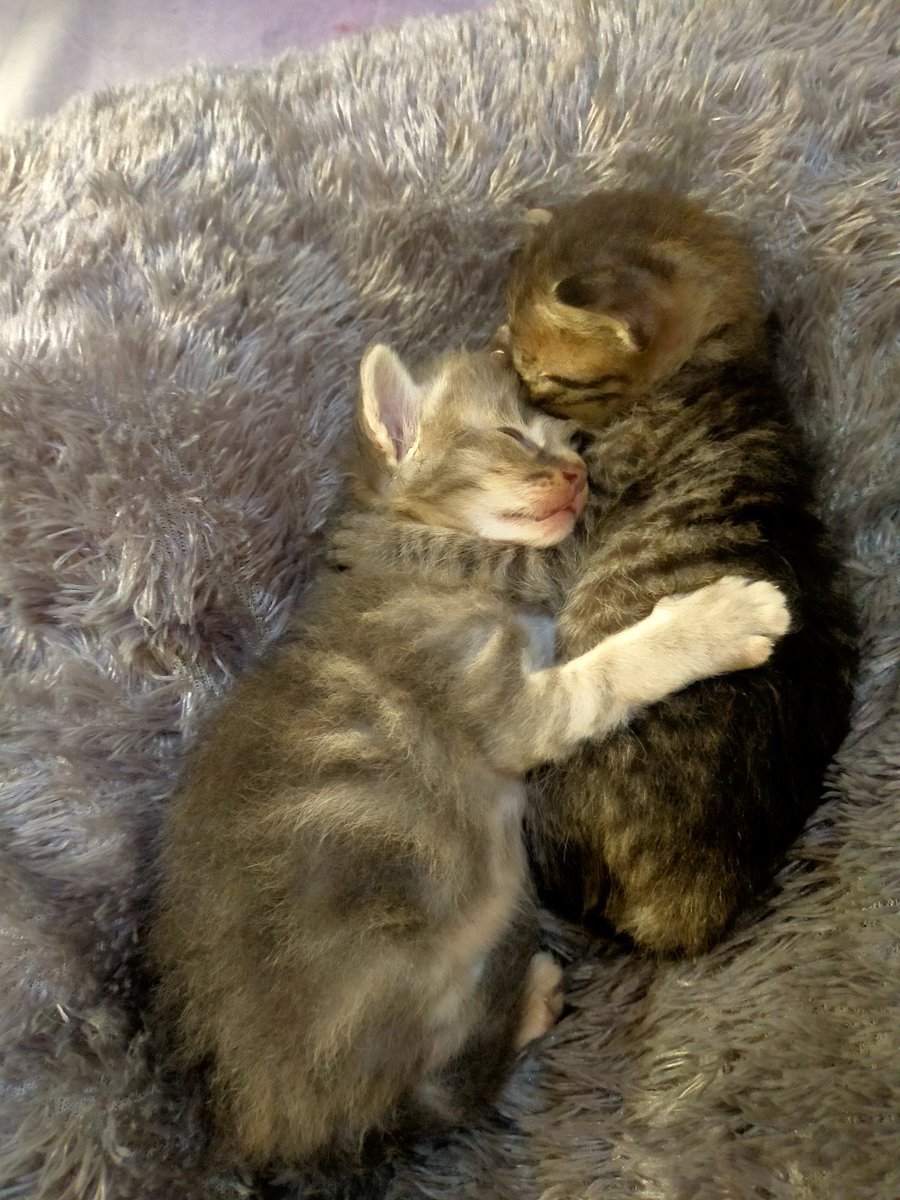 kyky_widya's tweet photo. My world 🥰🥰🥰
#Ambreen
#Inaya
#Matina
#Izaan
#Afmal
#CatsLover
#Caturday https://t.co/dXbZ3xMoC2