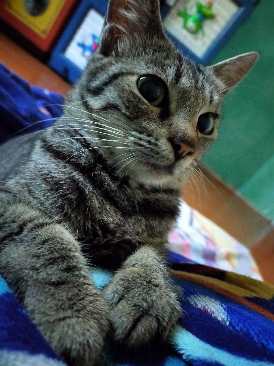 kyky_widya's tweet photo. My world 🥰🥰🥰
#Ambreen
#Inaya
#Matina
#Izaan
#Afmal
#CatsLover
#Caturday https://t.co/dXbZ3xMoC2