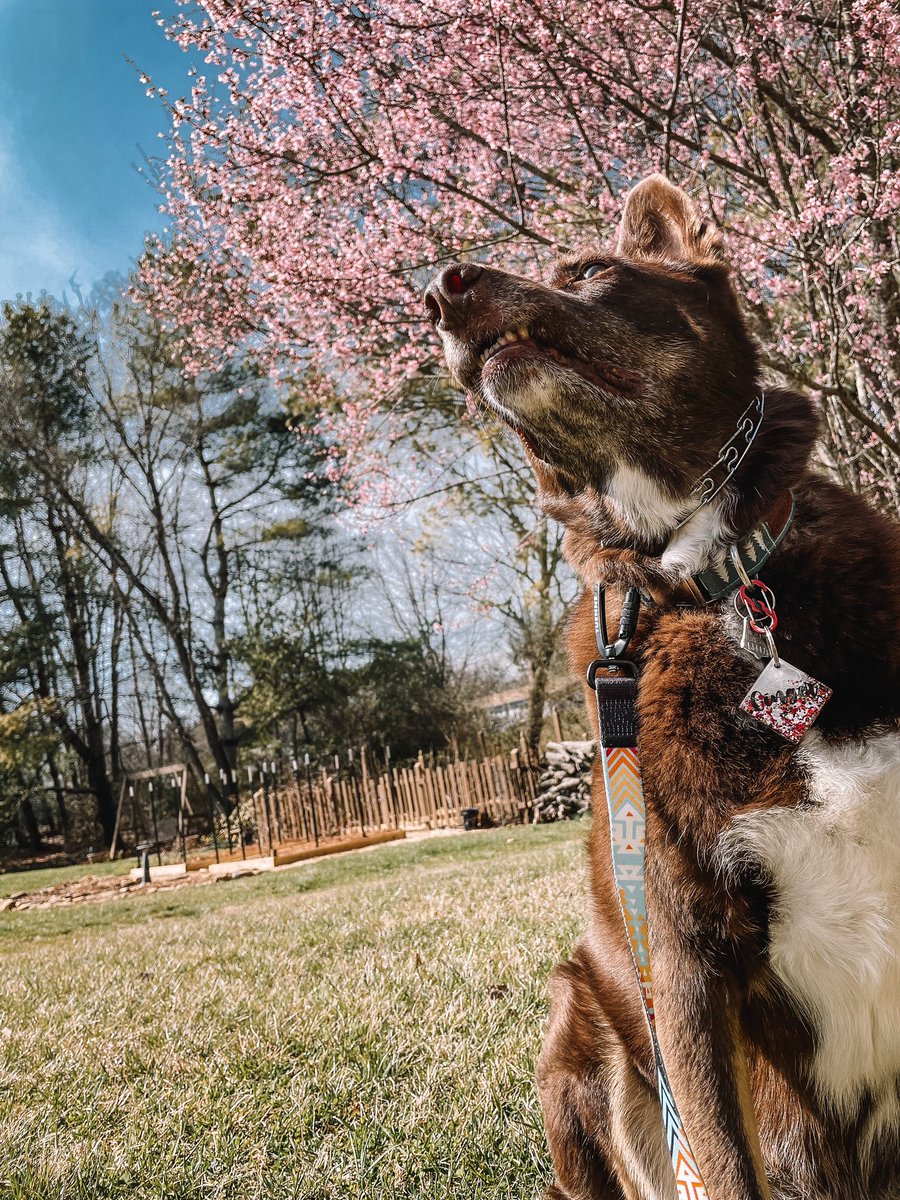 peep the teef #dogtwittercommunity #DogTwitter #dogs #dogsoftwitter #teef