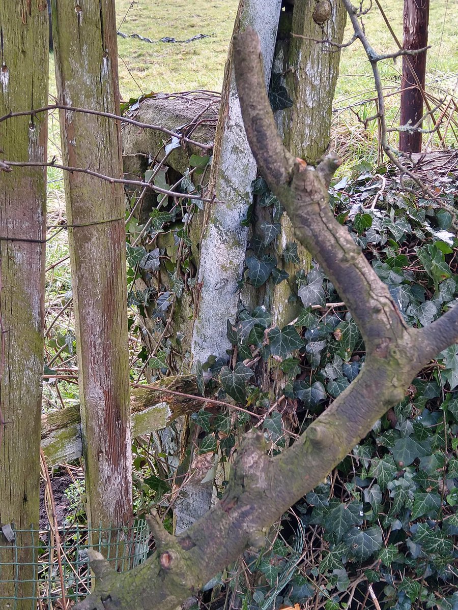 Rikkhep's tweet photo. @IWoosey @lakesstoops 
We have two in the garden 😊, though the gate is no longer in use.
#StoneStoopSaturday https://t.co/ceOrx3HWl1