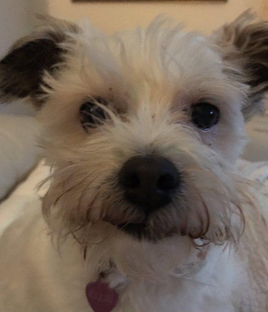 Firecrackermoo's tweet photo. I think I need some boops to start my Saturday! 
#dogsoftwitter #boopsplease https://t.co/FJr76ZvR9p
