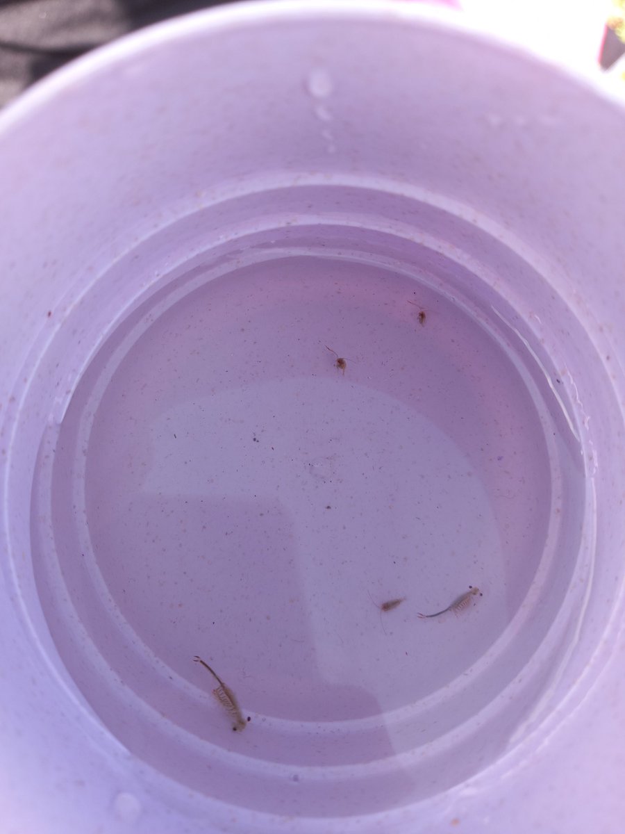 LiorBorenstein's tweet photo. My semester break was just 7 days long and I decided to use every minute of it! On Sunday I went to Nachlit winter pond in the upper galili and found c. neumanni and tadpoles that probably belong to Spadefoot Toads. Later I went to Nahal Misgav nature to look for Tulipa agenensis https://t.co/whVO14bp7y