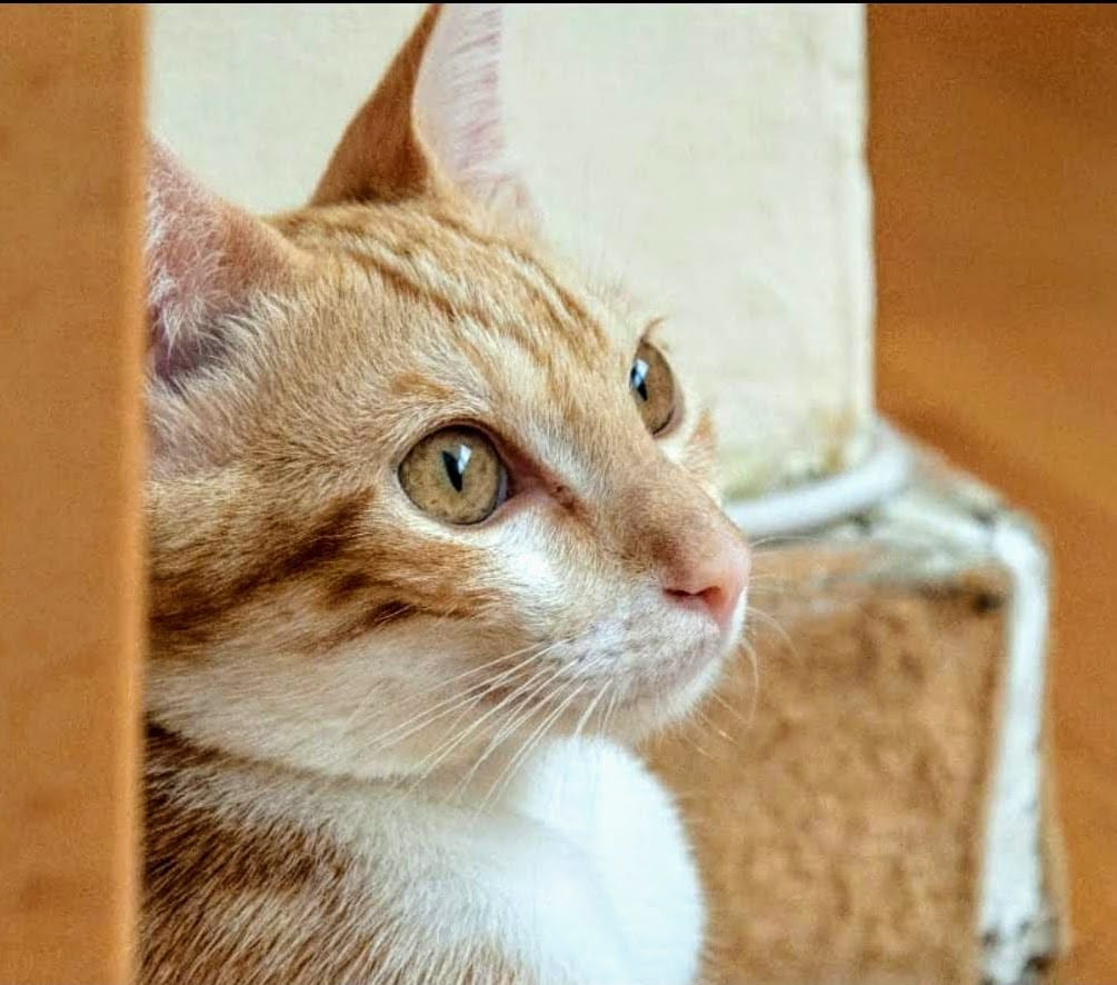 ElSindigato2021's tweet photo. Ya tenemos página en #Facebook !!! Sí te apetece echar un ojo a nuestros Sindigatitos, te lo contamos todo aquí 👇
https://t.co/MRBAGXVNLe
Nos ayudas a difundir? #AdoptaNoCompres #gatos #VALENCIA https://t.co/DayLH015aM