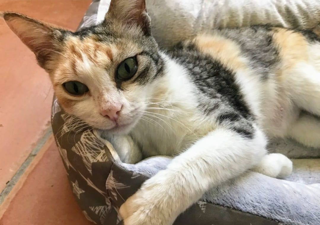 ElSindigato2021's tweet photo. Ya tenemos página en #Facebook !!! Sí te apetece echar un ojo a nuestros Sindigatitos, te lo contamos todo aquí 👇
https://t.co/MRBAGXVNLe
Nos ayudas a difundir? #AdoptaNoCompres #gatos #VALENCIA https://t.co/DayLH015aM