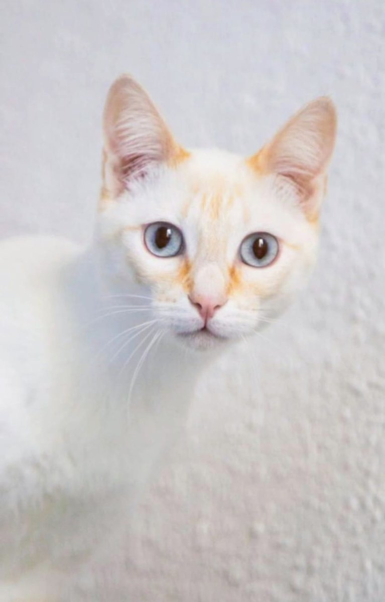 ElSindigato2021's tweet photo. Ya tenemos página en #Facebook !!! Sí te apetece echar un ojo a nuestros Sindigatitos, te lo contamos todo aquí 👇
https://t.co/MRBAGXVNLe
Nos ayudas a difundir? #AdoptaNoCompres #gatos #VALENCIA https://t.co/DayLH015aM