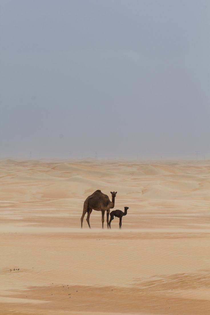 opset11's tweet photo. دنياك هاذي ماتجي لك على الكيف
مافيه  شخصٍ  بالخلايق صفت له

ياما ....بها شفنا كثير  ..التكاليف
واللي .... يدور   حبها  ماوفت له

كم فرقت  من بين ناسن  مواليف
وكم واحدن تبٌكِيه لو اضحكت له

اليا .أقبلت مثل الحيا وقتها ريف
وليا ..ادبرت من حَبّها ماعطت له

..
لشاعرها✍ https://t.co/HlkqKcnajU