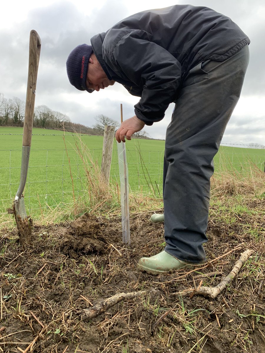 L_Goringe's tweet photo. Standing up for trees with a spot of Saturday morning tree planting on @mapperton estate. @WoodlandTrust @ArlaDairyUK #sustainablefarming https://t.co/iM0ptqmtsc