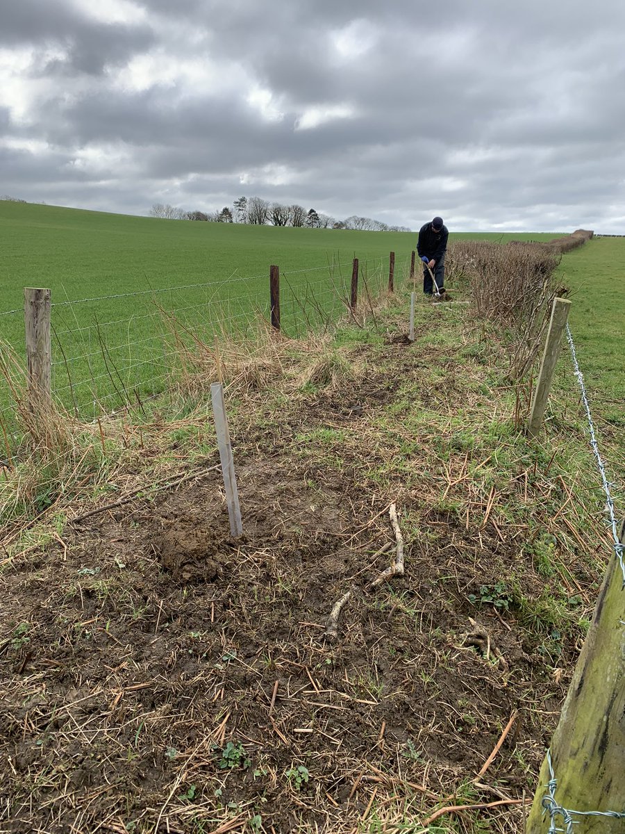 L_Goringe's tweet photo. Standing up for trees with a spot of Saturday morning tree planting on @mapperton estate. @WoodlandTrust @ArlaDairyUK #sustainablefarming https://t.co/iM0ptqmtsc