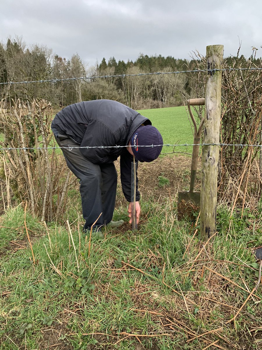 L_Goringe's tweet photo. Standing up for trees with a spot of Saturday morning tree planting on @mapperton estate. @WoodlandTrust @ArlaDairyUK #sustainablefarming https://t.co/iM0ptqmtsc