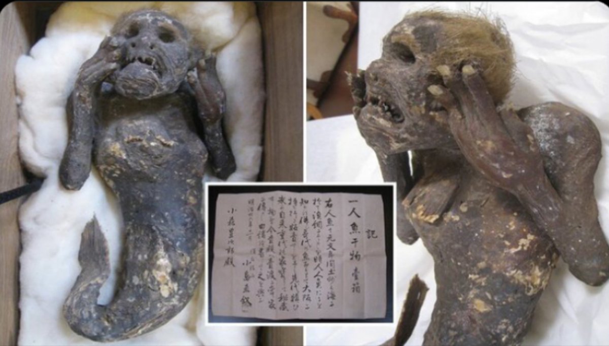 علماء يعثرون على "حوريه بحر" محنطة عمرها 300 عام بوجه بشري وذيل سمكة..