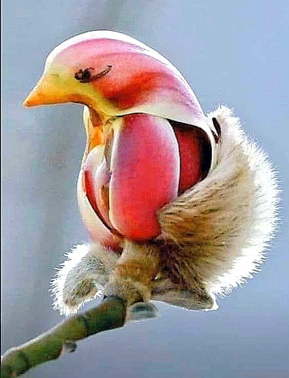 MeteoBarrufet's tweet photo. Hi ha una varietat de Magnolia liliflora que les seves flors semblen ocells de colors. Creix com un arbust o arbre petit al sud-est de Xina i Japó. A la primavera, just quan s'obren els capolls de les flors de color rosa, és quan es pot observar aquesta curiositat de la natura. https://t.co/tcUWLUyo8E