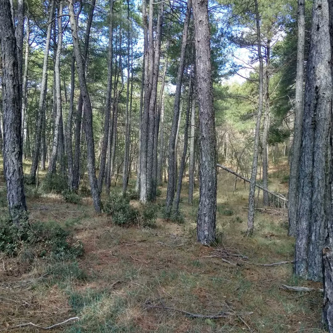 comcu's tweet image. Revisando los recorridos de las carreras del día 19 de marzo en Cañamares (Cuenca).

Inscripciones en: sico.fedo.org