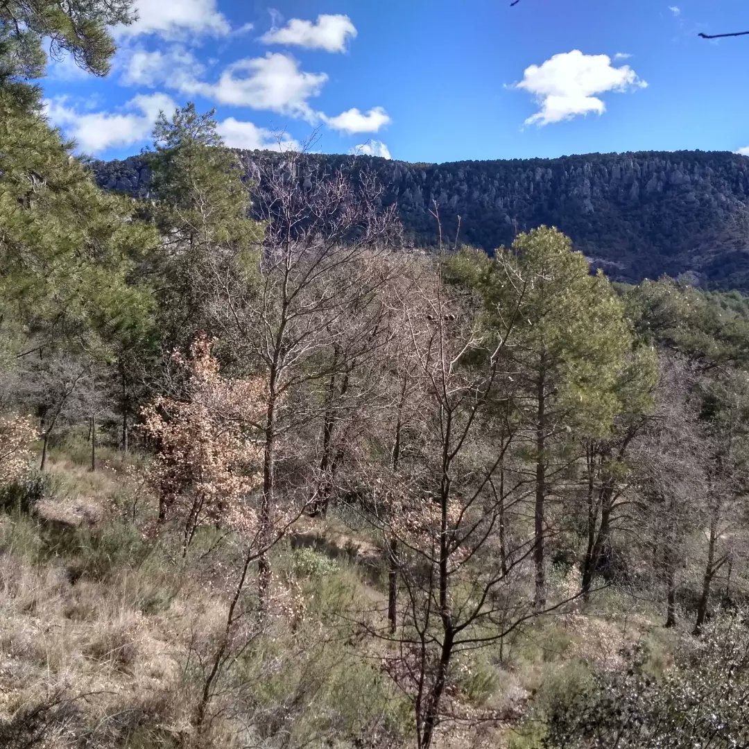 comcu's tweet image. Revisando los recorridos de las carreras del día 19 de marzo en Cañamares (Cuenca).

Inscripciones en: sico.fedo.org