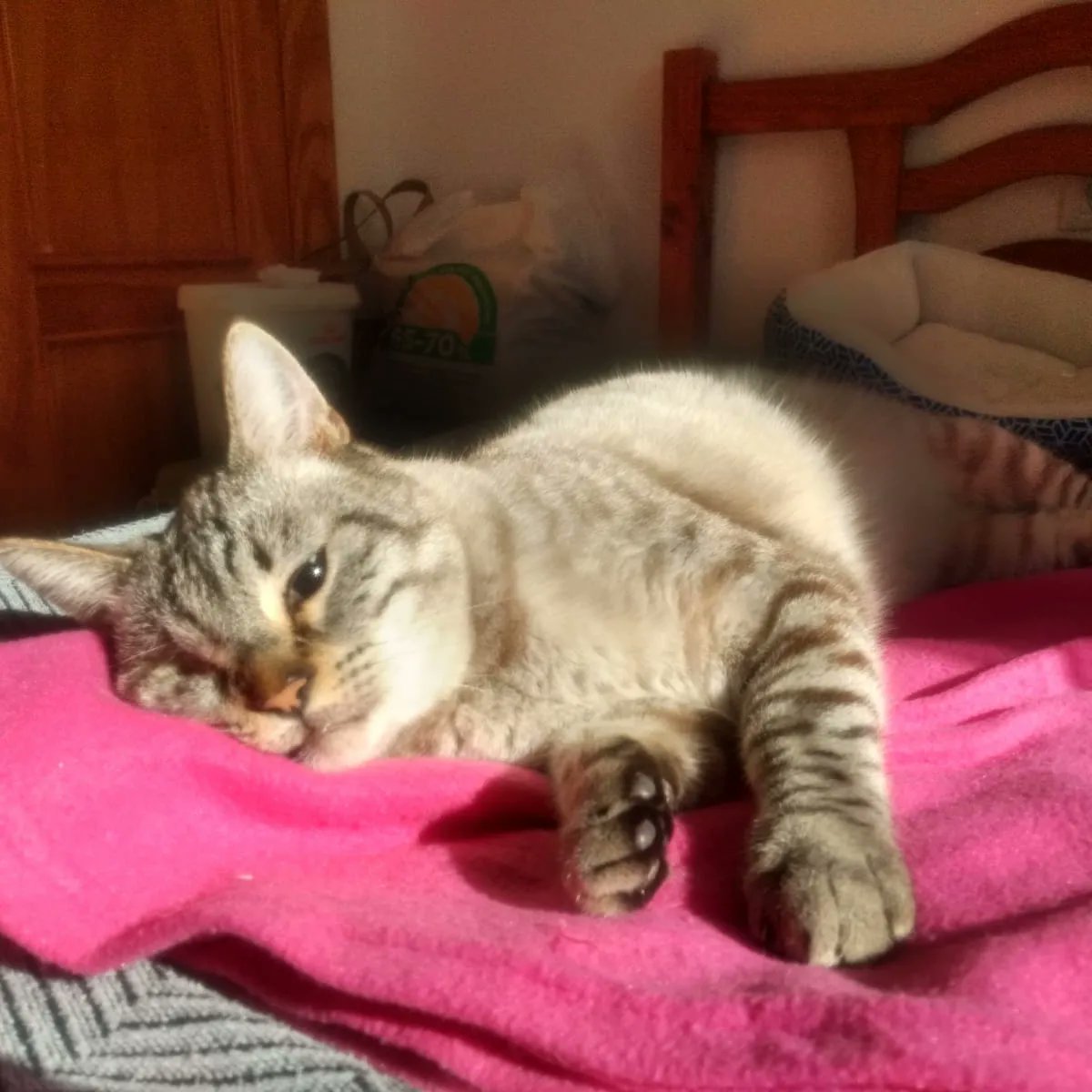 Felinos_Gabias's tweet photo. #WIFI NECESITA #ACOGIDA O #ADOPCION 🙏🏻💔
Nuestro especial WiFi no termina de estar feliz😔 sus papis de acogida lo quieren cuidan mucho pero está claro que necesita un hermanito 😔
Se aburre mucho y llora, es un gato sociable con perros y con gatos y al que le encanta jugar💔 https://t.co/D9nca8FGwF