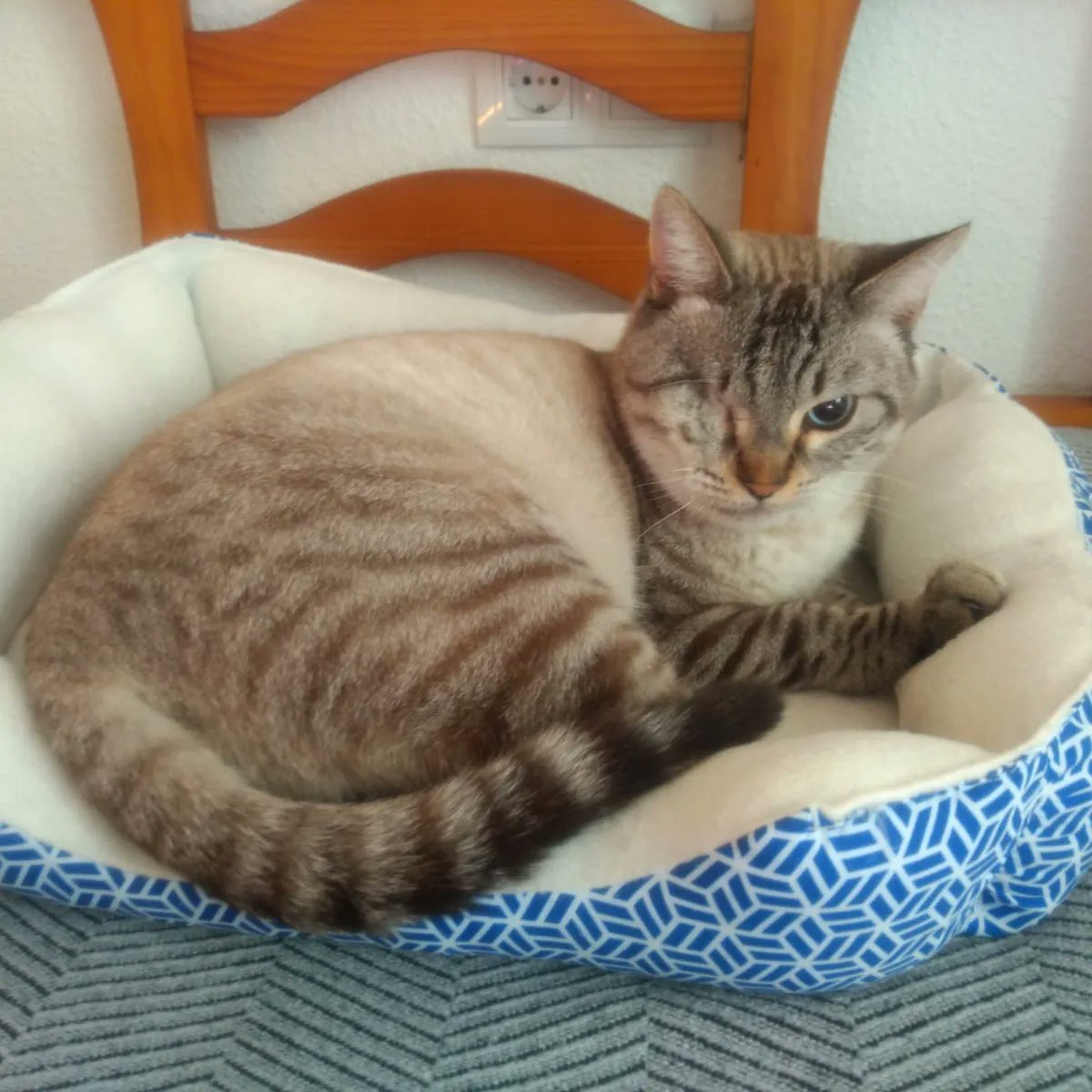 Felinos_Gabias's tweet photo. #WIFI NECESITA #ACOGIDA O #ADOPCION 🙏🏻💔
Nuestro especial WiFi no termina de estar feliz😔 sus papis de acogida lo quieren cuidan mucho pero está claro que necesita un hermanito 😔
Se aburre mucho y llora, es un gato sociable con perros y con gatos y al que le encanta jugar💔 https://t.co/D9nca8FGwF
