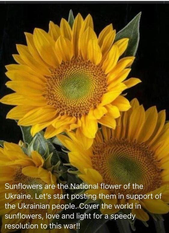 PatNellist's tweet photo. @avalaina So sadden by your loss and that of all Ukrainian people #StandWithUkraine️ https://t.co/YSayRX2Dme