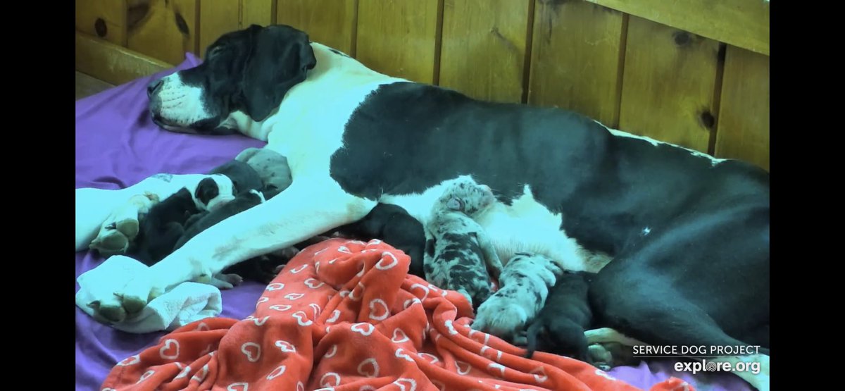 Enjoy the weekend!!  @servicedogproject @dogblessyou #exploreorg #servicedogproject #dogblessyou 
#servicedog #servicedogs #greatdaneservicedog #greatdane #greatdanesh
#balance #balanceandmobility #balancedog #greatdanesofinstagram #gteatdanesofig#greatdanelove #danelife #dog