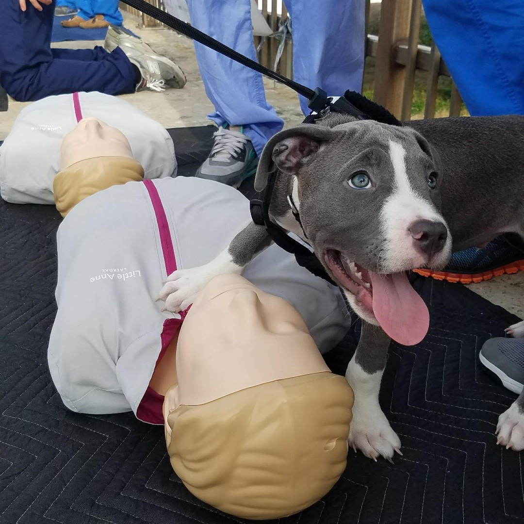 twostepcpr's tweet image. Learning the #TwoStepCPR isn’t ruff! We’ll teach you how with two easy steps! TODAY from 10am-2pm est Idaho College of Medicine will be training their local community at their Two Step Event. Check out their event page for details: fb.me/e/39jgkoDsN