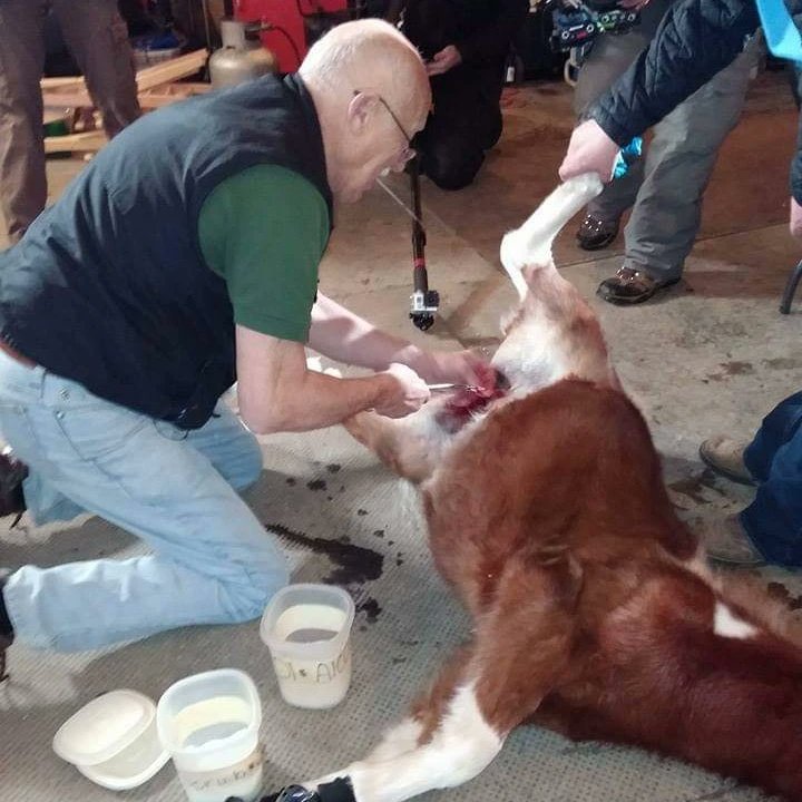 Today is the 7-year anniversary of us meeting the man, the myth, the legend, <a href="/DrPol/">Dr. Pol</a> We are so lucky to be a part of the PVS family. Who knew my Charlie would steal Doc's ❤️Thank you Doc, @natgeowild, <a href="/ChuckPol/">Charles Pol</a>, <a href="/Diane_Jr/">Diane Pol Jr</a>, <a href="/DrNicoleArcy/">Dr. Nicole Arcy</a>, and all of PVS for all u have done for us