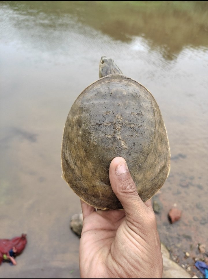 IndianItcan's tweet photo. This #SaturdaySaviour, we bring you a story of conservation engagement in society from #KURMA!
Sujeeth Choudhary found this flapshell turtle in personal holding by a family in Telangana and rightly convinced them to release it back to the wild.
Good job, Mr Sujeeth! https://t.co/aQD6RFsObj