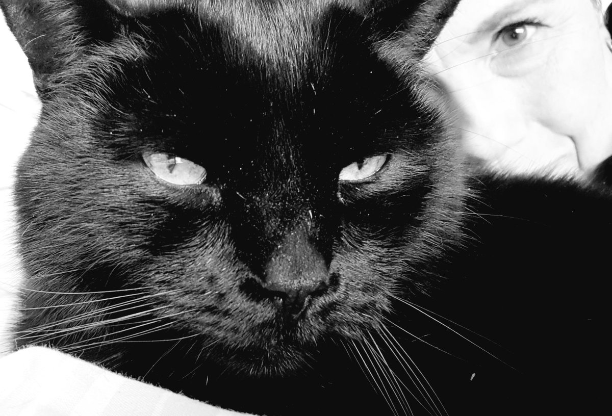 leepiper66's tweet image. My beautiful boy crossed the rainbow Bridge at 09.30 this morning. I had to make the call I dreaded and take him on his last journey. Hopefully his Brother Marley was  waiting for him. Bye little boy you were quite simply my whole world #devestated #rainbowbridge #furbaby💔😢💔