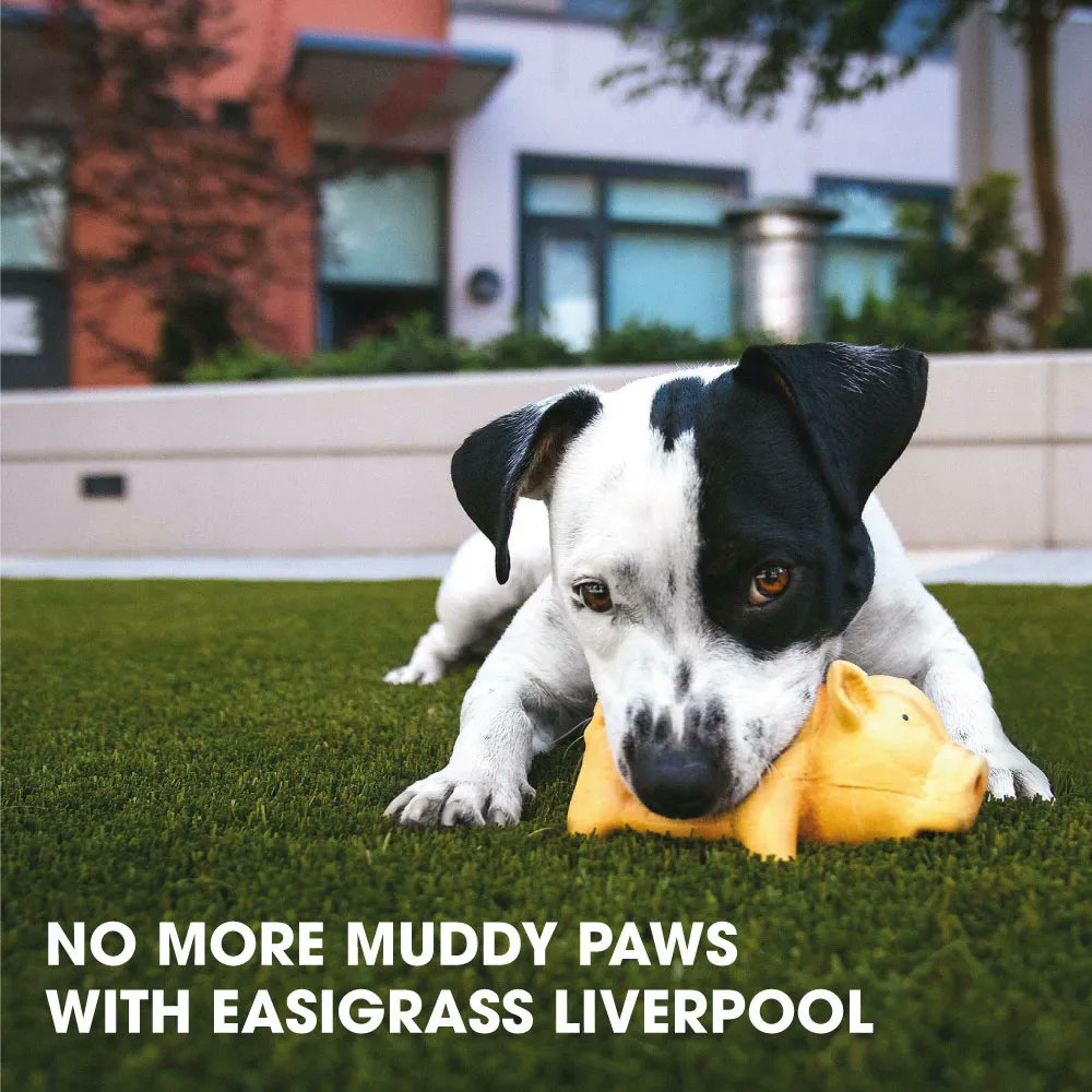 EasigrassLpool's tweet photo. Our pets are our best friends, but they're also responsible for muddy paw prints trailing into the house from the garden. Our range of #ArtificialGrass is completely pet-friendly, low-maintenance and easy to clean. #GoArtificial &amp; speak to us day about how we can help. https://t.co/ROkkRFTKkH