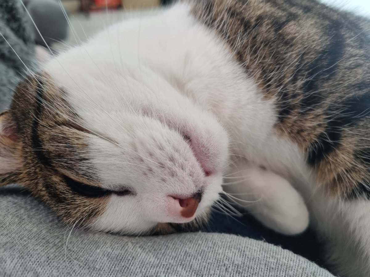 KingLouisSun1's tweet photo. #Caturday cuddles on a rainy day. Love to you all and especially those caught up in conflict 🇺🇦 Love L 🐾 #CatsOfTwitter https://t.co/caPdcKh9WY