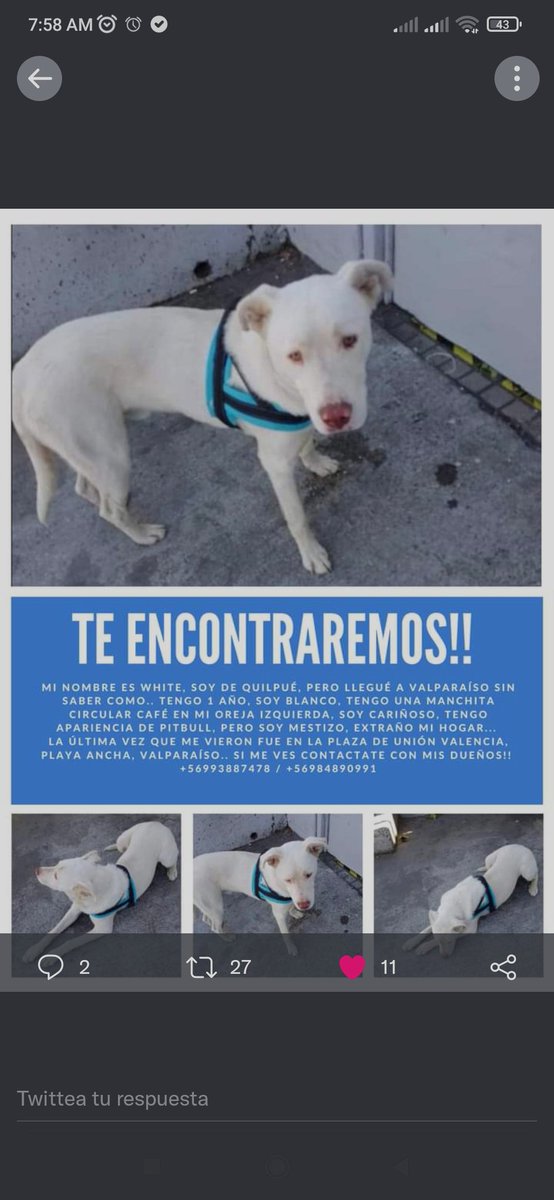 Ru_lif's tweet photo. Devuelvan a white , su familia lo busca !!!! https://t.co/RfjiUFMf3P