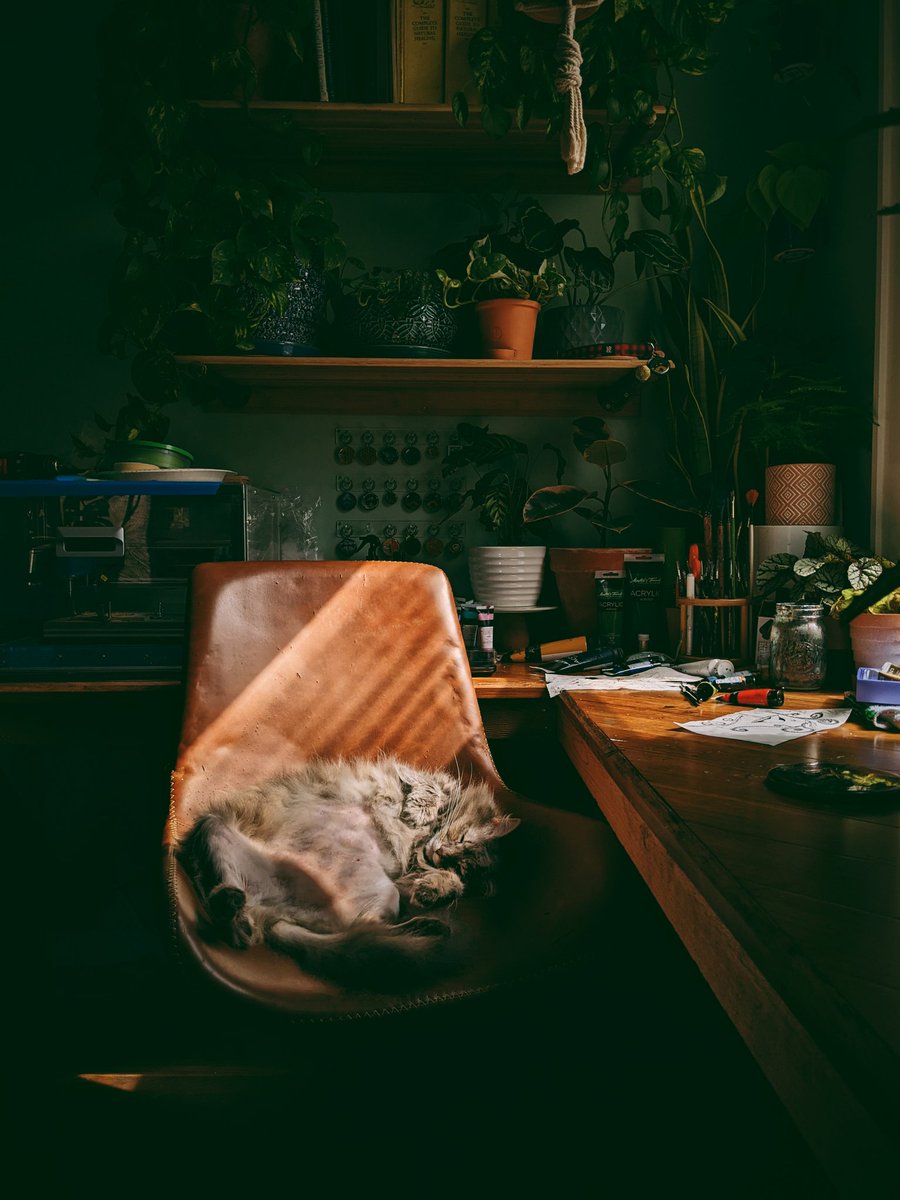 Oh To be a cat bathing in the sun... #Caturday #CatsLivesMatter