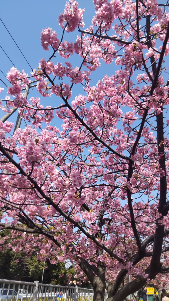 AlMundo's tweet photo. Primavera ha llegado!
#Cerezos de Kawazu
#Mimoza
#Kiba Tokio https://t.co/mdWsvnv3ig