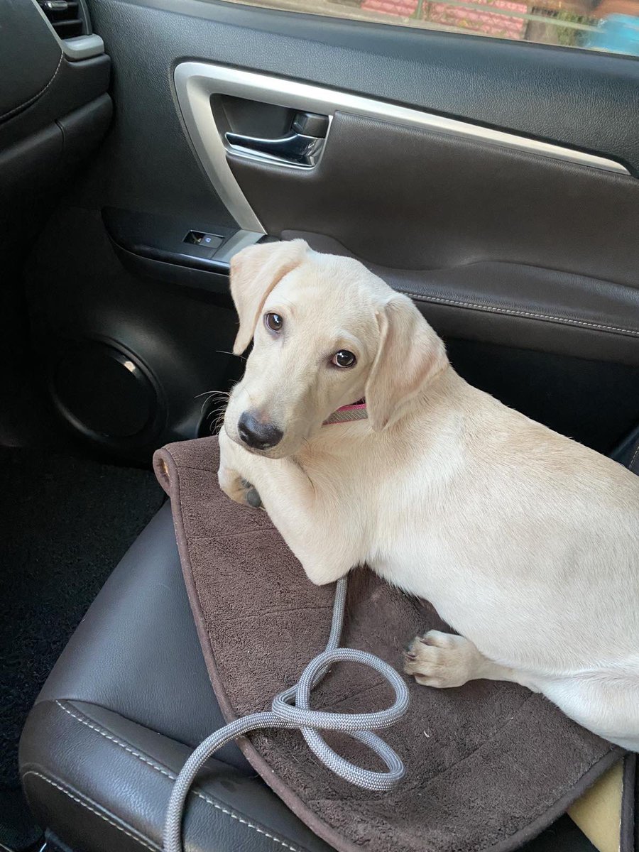 BellaExplora's tweet image. I was adopted by my daddy one year ago today.  That’s a picture of me on my way to my forever home.  🥰🥰🥰 

Since then, daddy says he has picked up well over 1,500 of my 💩 since I 💩 an average of 4-6x every day 🙊 

I think daddy’s math is full of crap 💩 💩 💩 

🐶🐶🐶