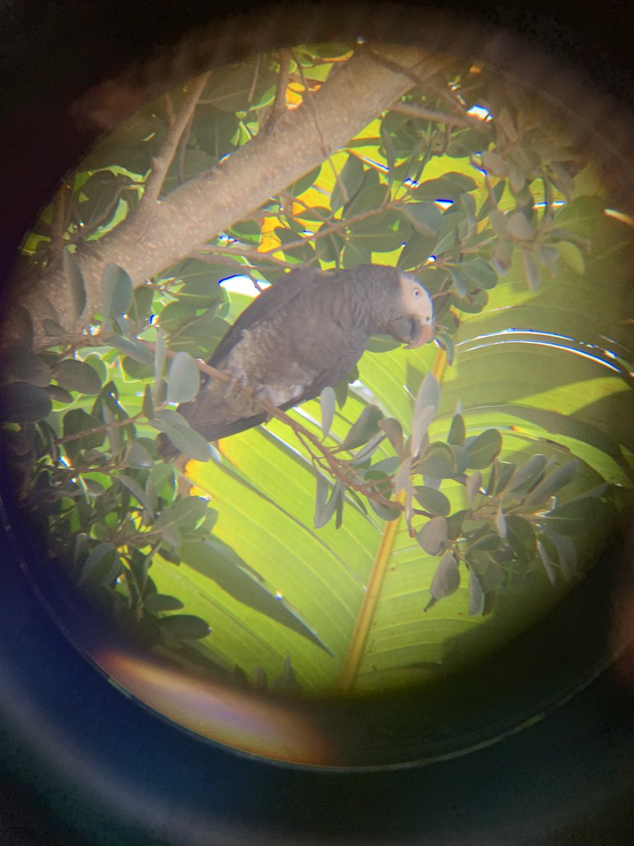 colebournej's tweet photo. @kartongbirdobs who's this fella i've just seen in the garden? https://t.co/IKAWf6Hp6n