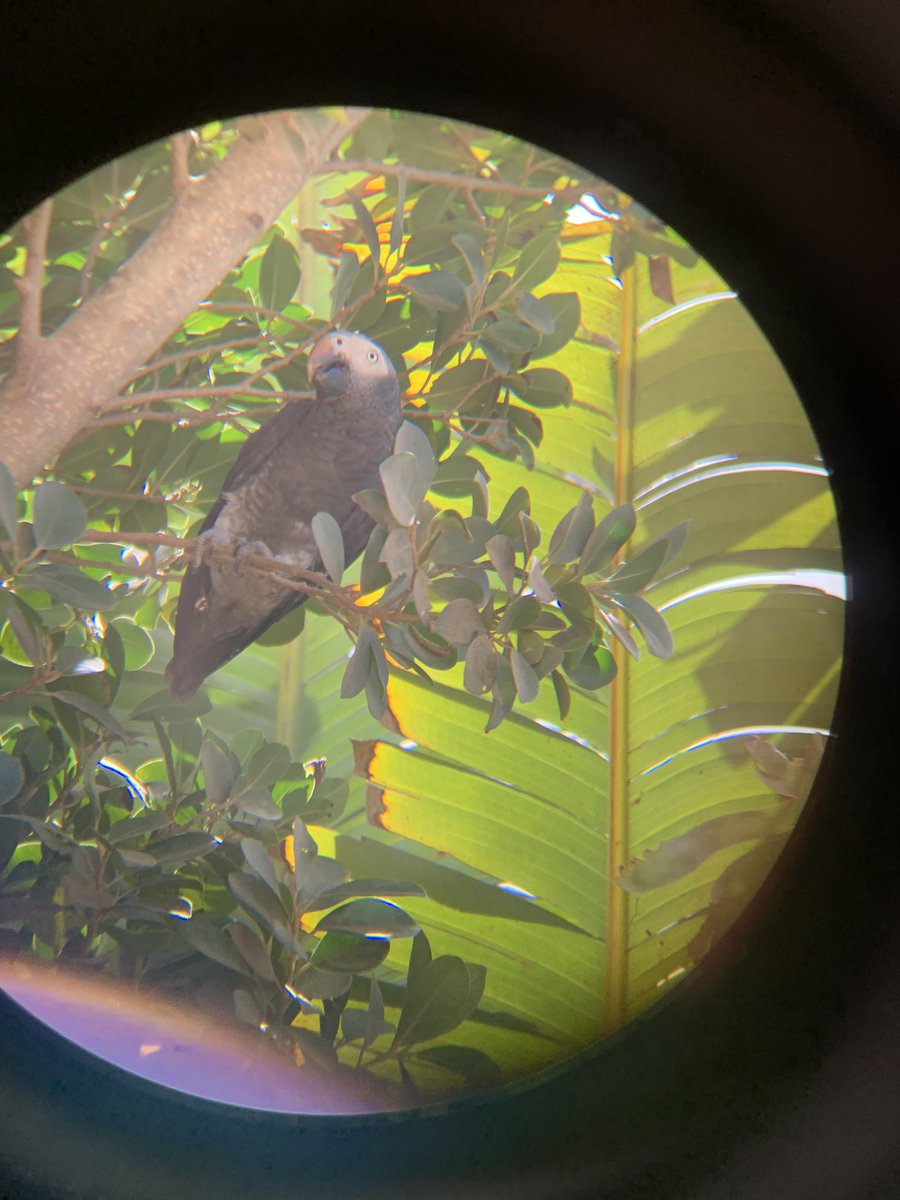 colebournej's tweet photo. @kartongbirdobs who's this fella i've just seen in the garden? https://t.co/IKAWf6Hp6n