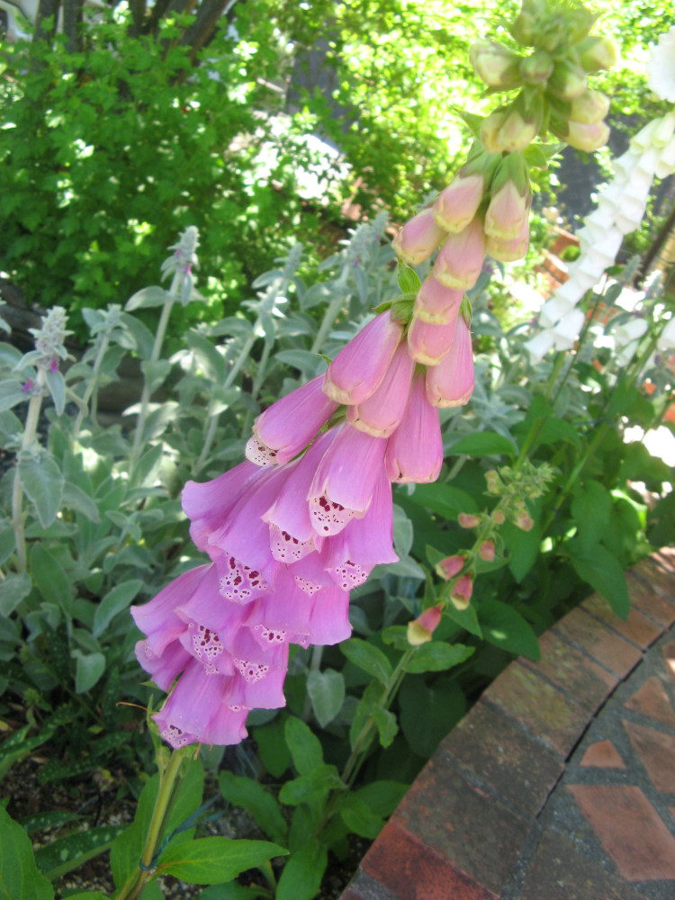 キツネノテブクロ Twitter Search Twitter