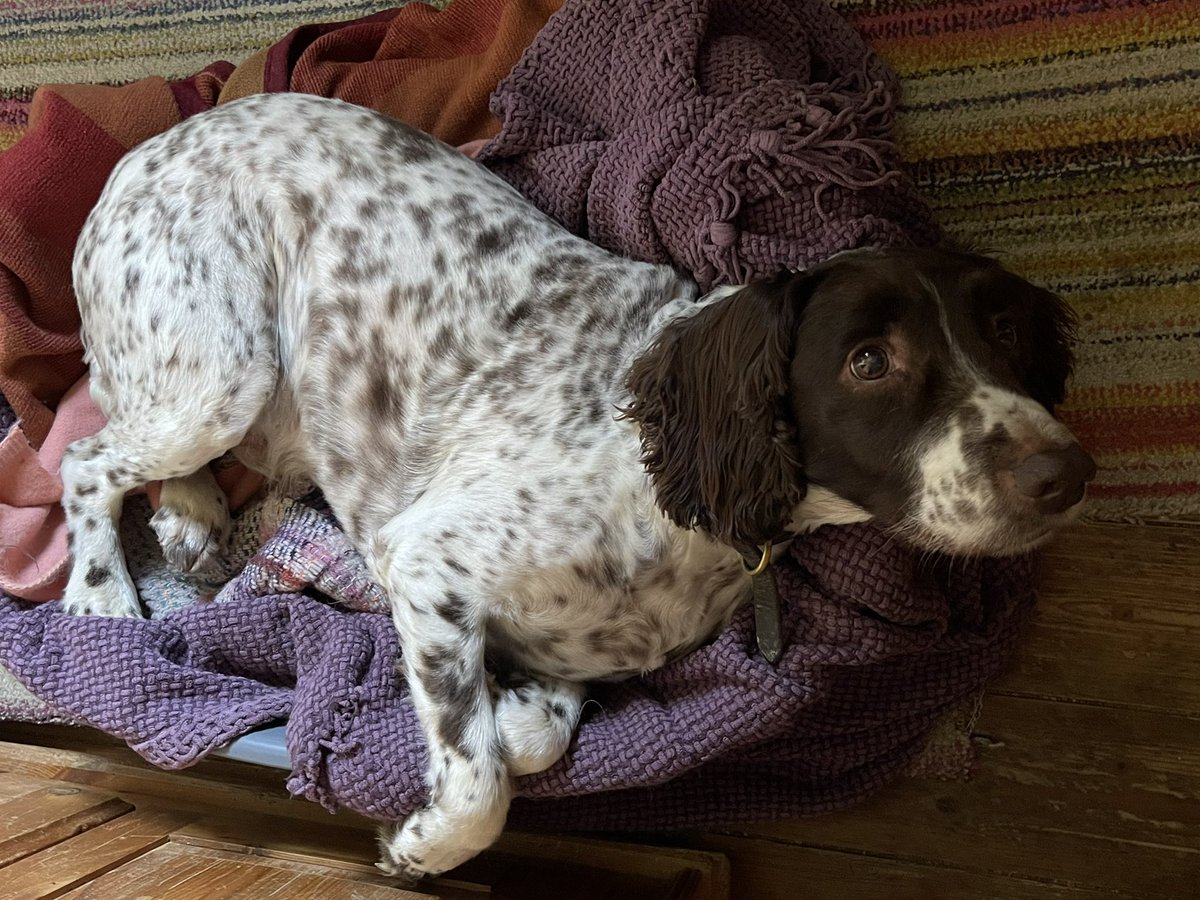 B.W.Y Canine Ltd tweet media